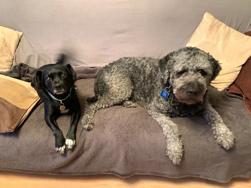 Two dogs, a small black one and a groomed grey doodle, lying together on a sofa blanket