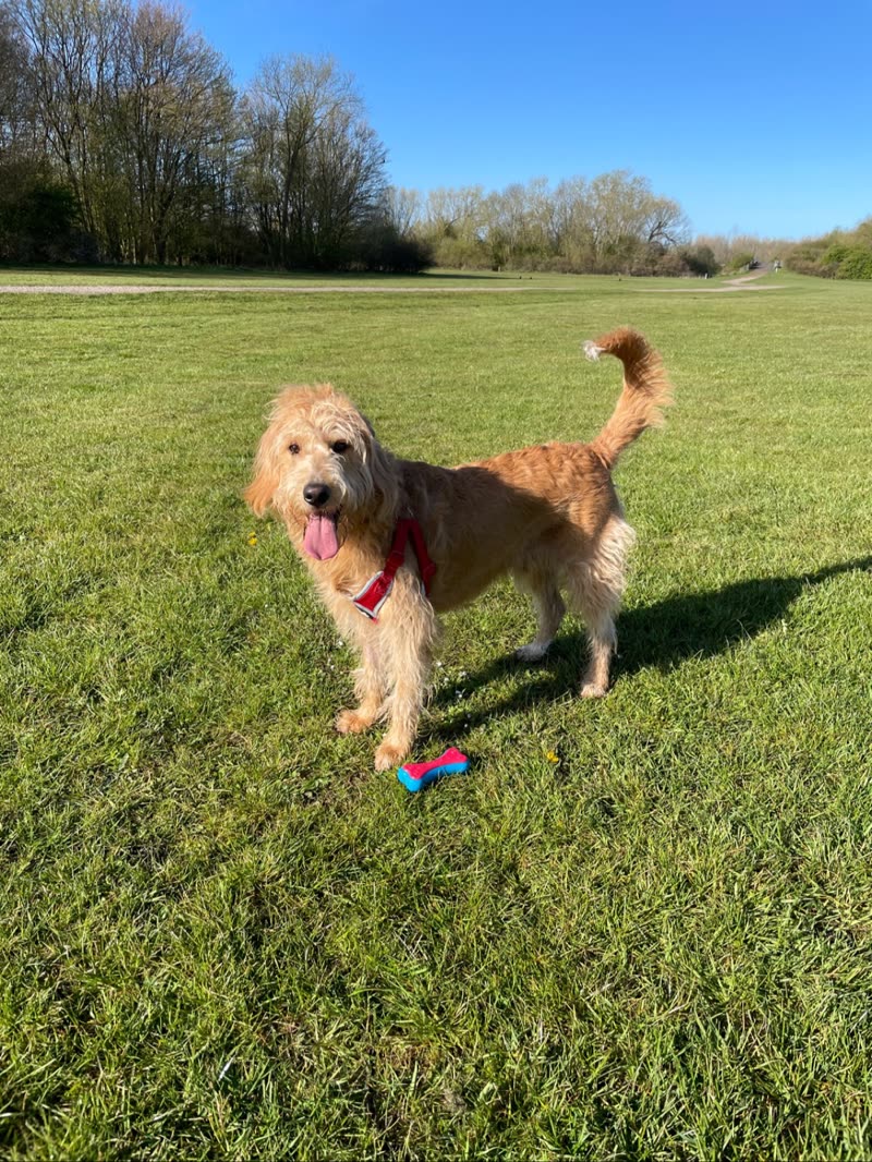 A groomed golden cockapoo standing in an open sunny field