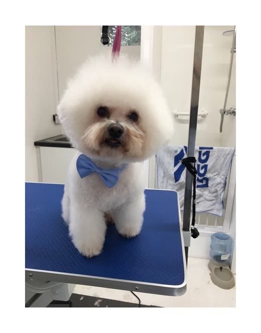 A freshly groomed white Bichon-type dog with a blue bow tie standing on the grooming table