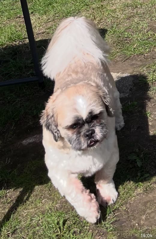 A groomed Shih Tzu with a clipped face standing on grass