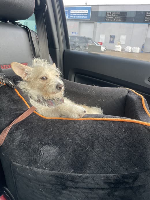 A trimmed sandy terrier sitting in profile in a car booster seat