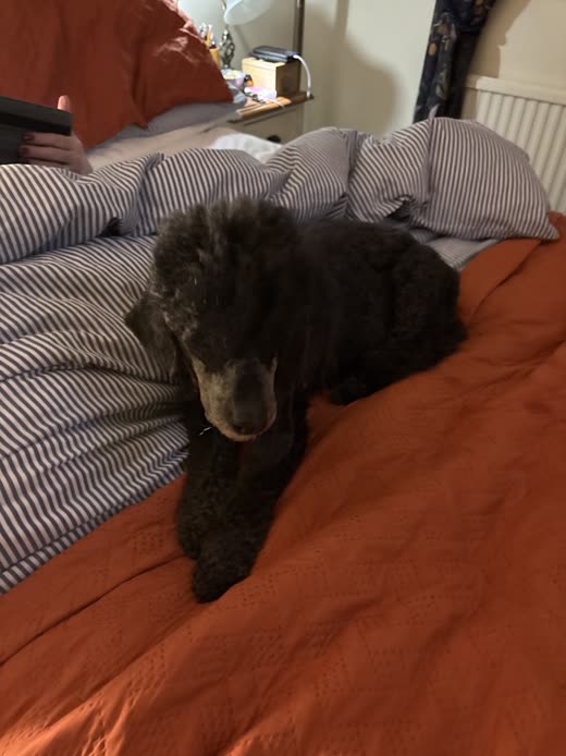 A dark brown curly poodle lying on an orange duvet
