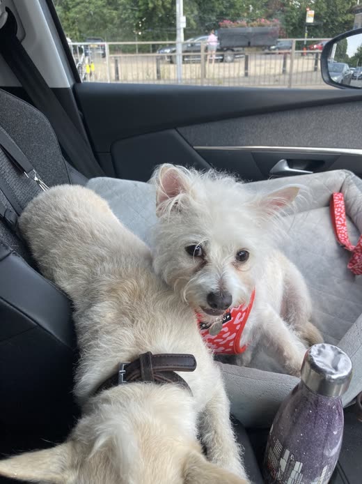 A scruffy cream terrier in a red bandana sitting in the back of a car